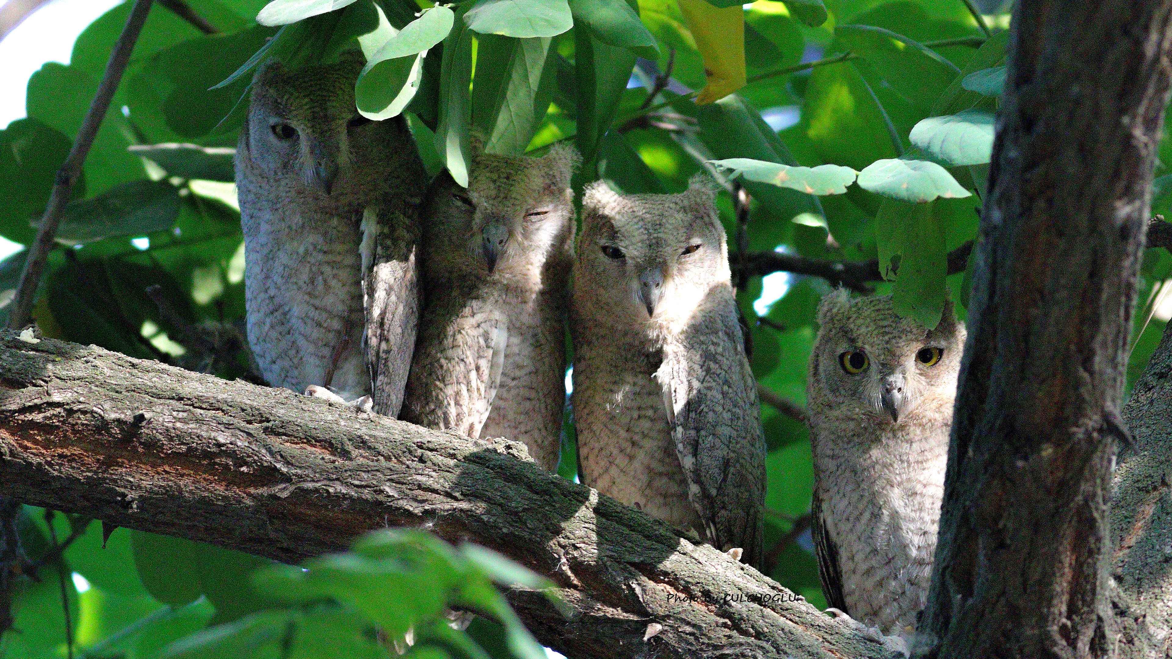 Pallid Scops-Owl